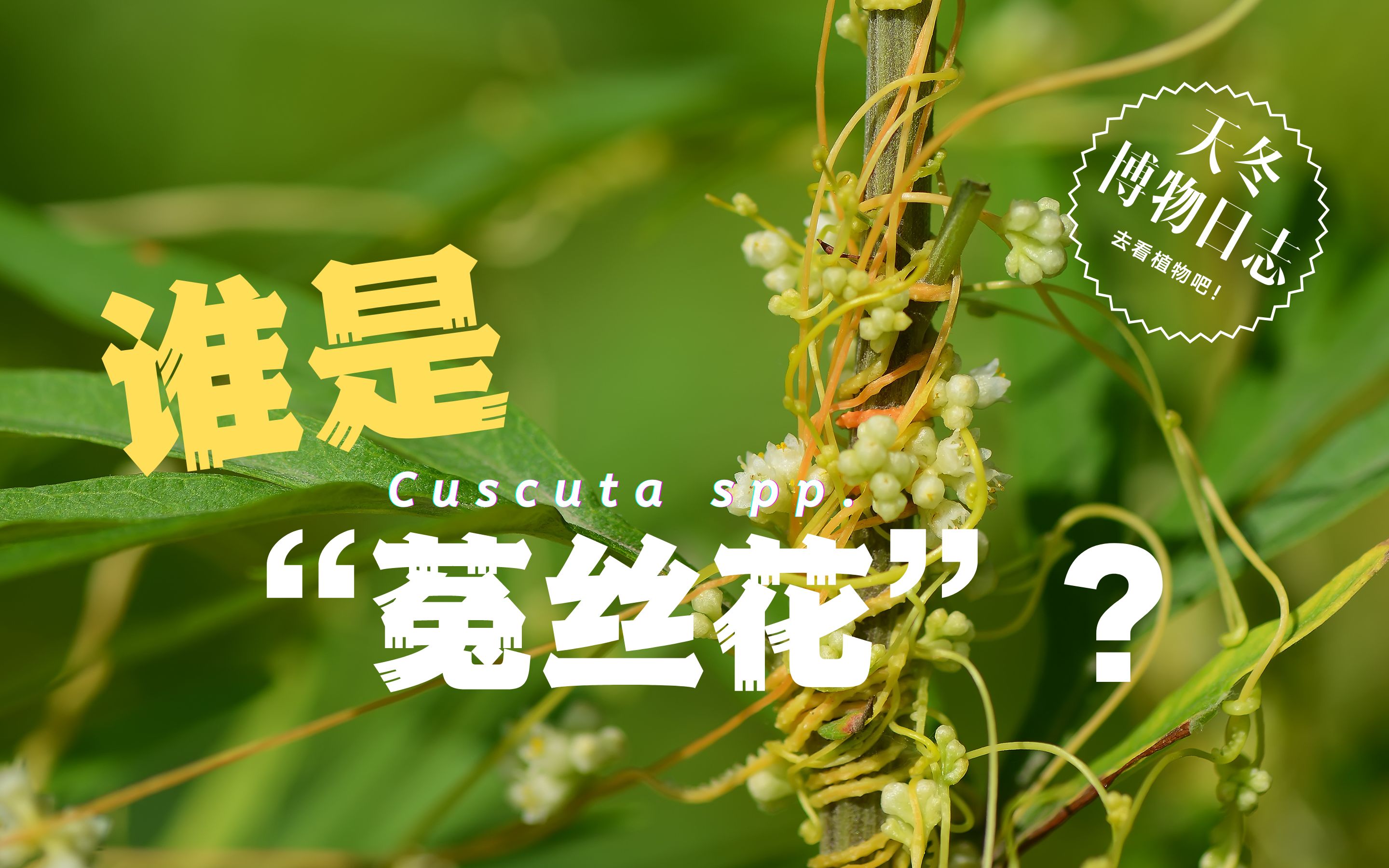 [图]谁是菟丝花？寄生植物来了【天冬博物日志】