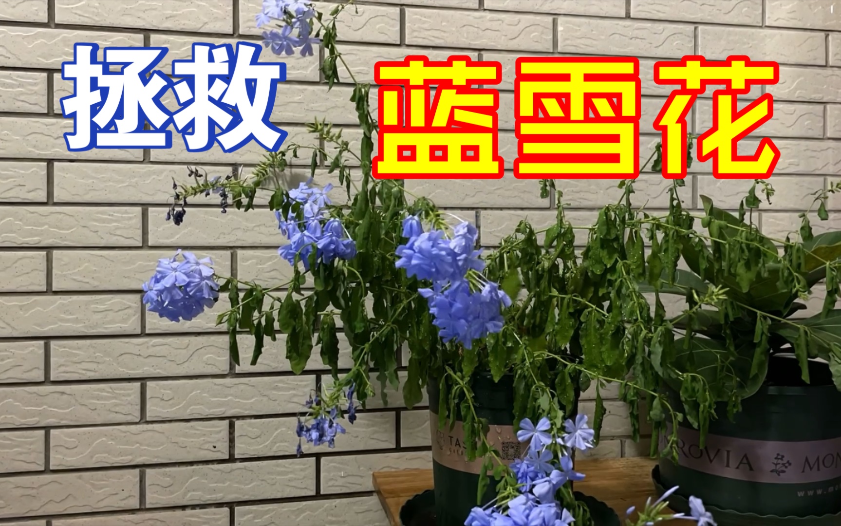 拯救蓝雪花|蔫儿了也给它整回来|抽水机器哔哩哔哩bilibili