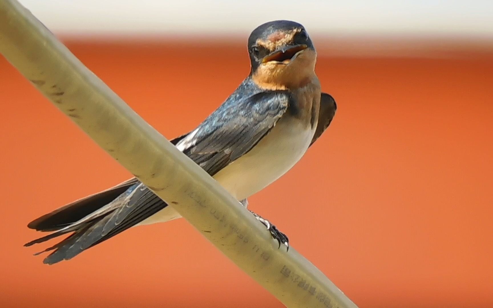燕子吧唧嘴,它们其实很瘦的