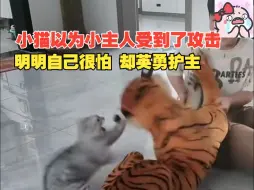 下载视频: 小猫以为小主人受到了攻击，明明自己很怕却英勇护主，“这猫没白养 有事儿是真上”