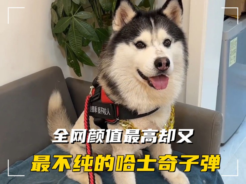 一只会说二百五的哈士奇,也是全网最不纯的二哈!