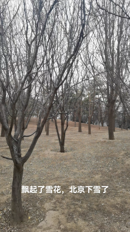 [图]飘起了雪花，北京下雪了