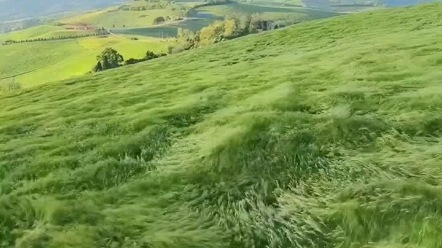 [图]风吹麦浪 动画里的场景