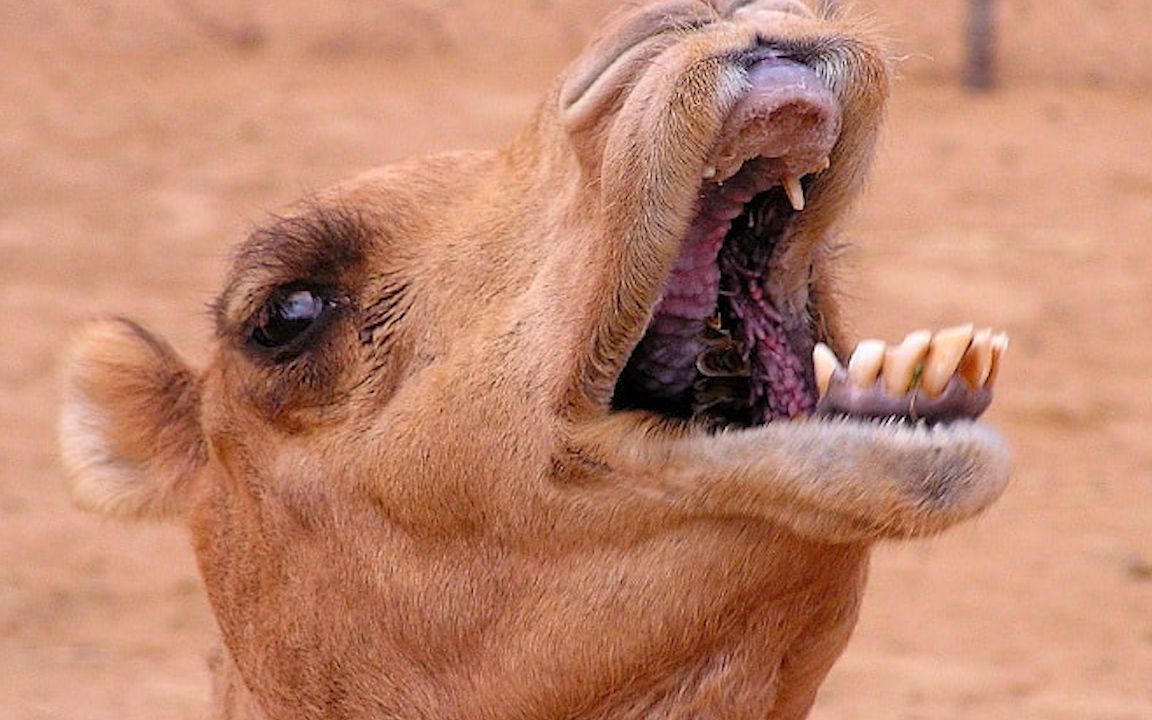 吃仙人掌刺拉浓缩尿骆驼为啥这么强