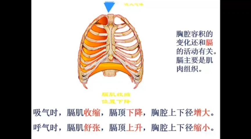 [图]微课 发生在肺内的气体交换