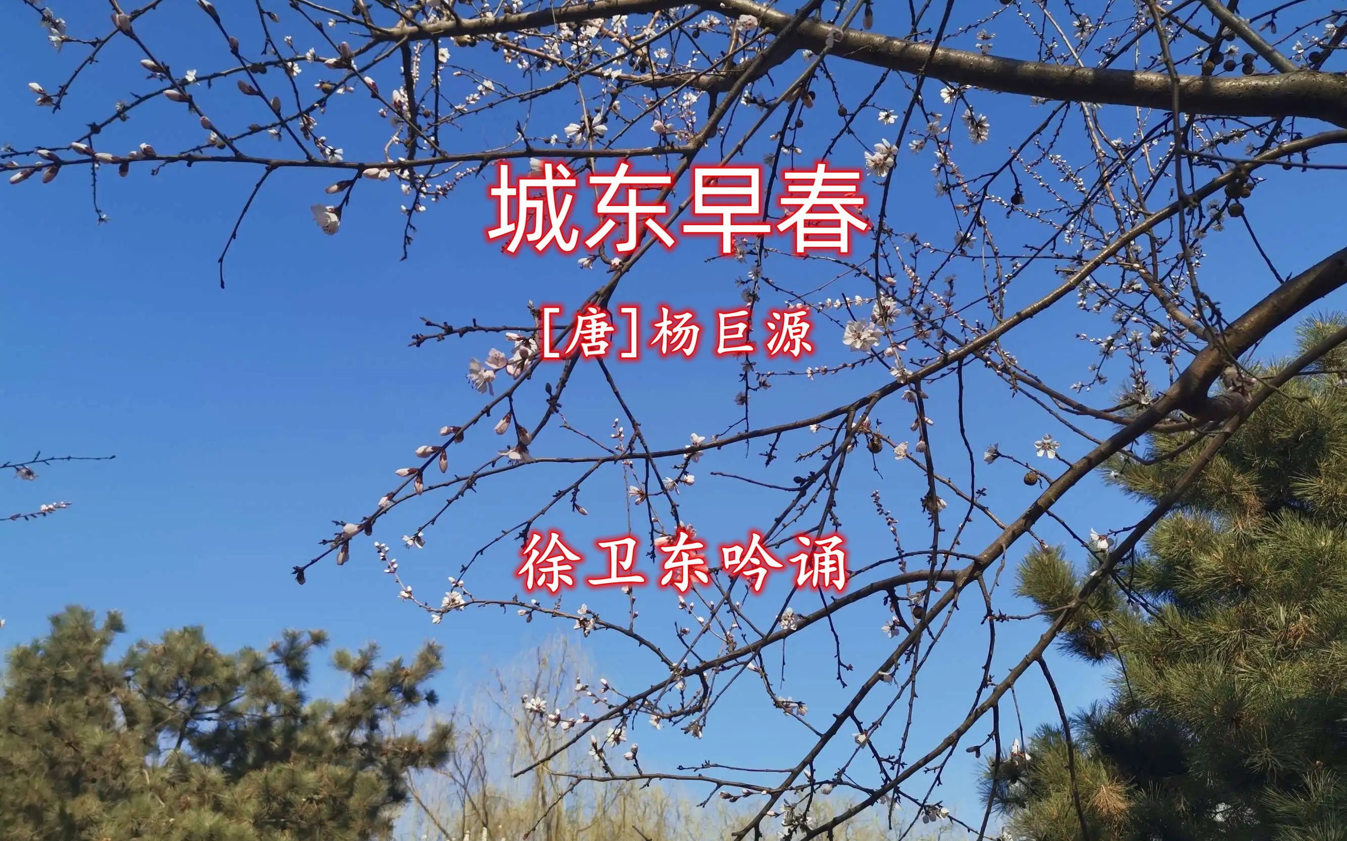 [图]《城东早春》（杨巨源），徐卫东教授吟诵，好听好看又好学