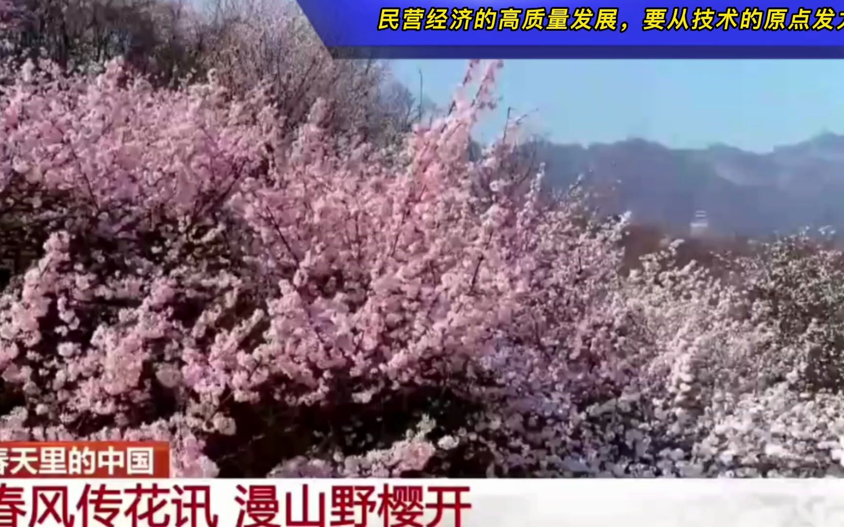 [图]央视关注南阳桐柏：春风传花讯，漫山野樱开