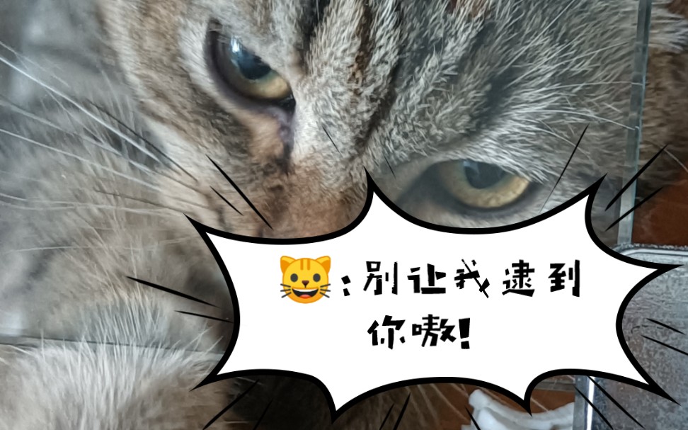 猫:你小子嗷!别让我抓到你,保证有你好果汁儿吃嗷!