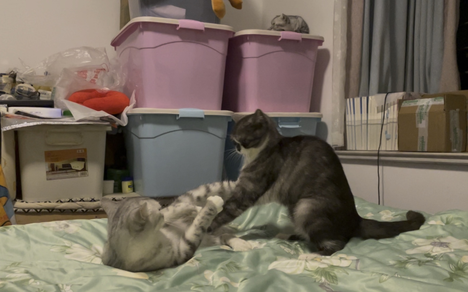 小猫咪哪儿有不干架的