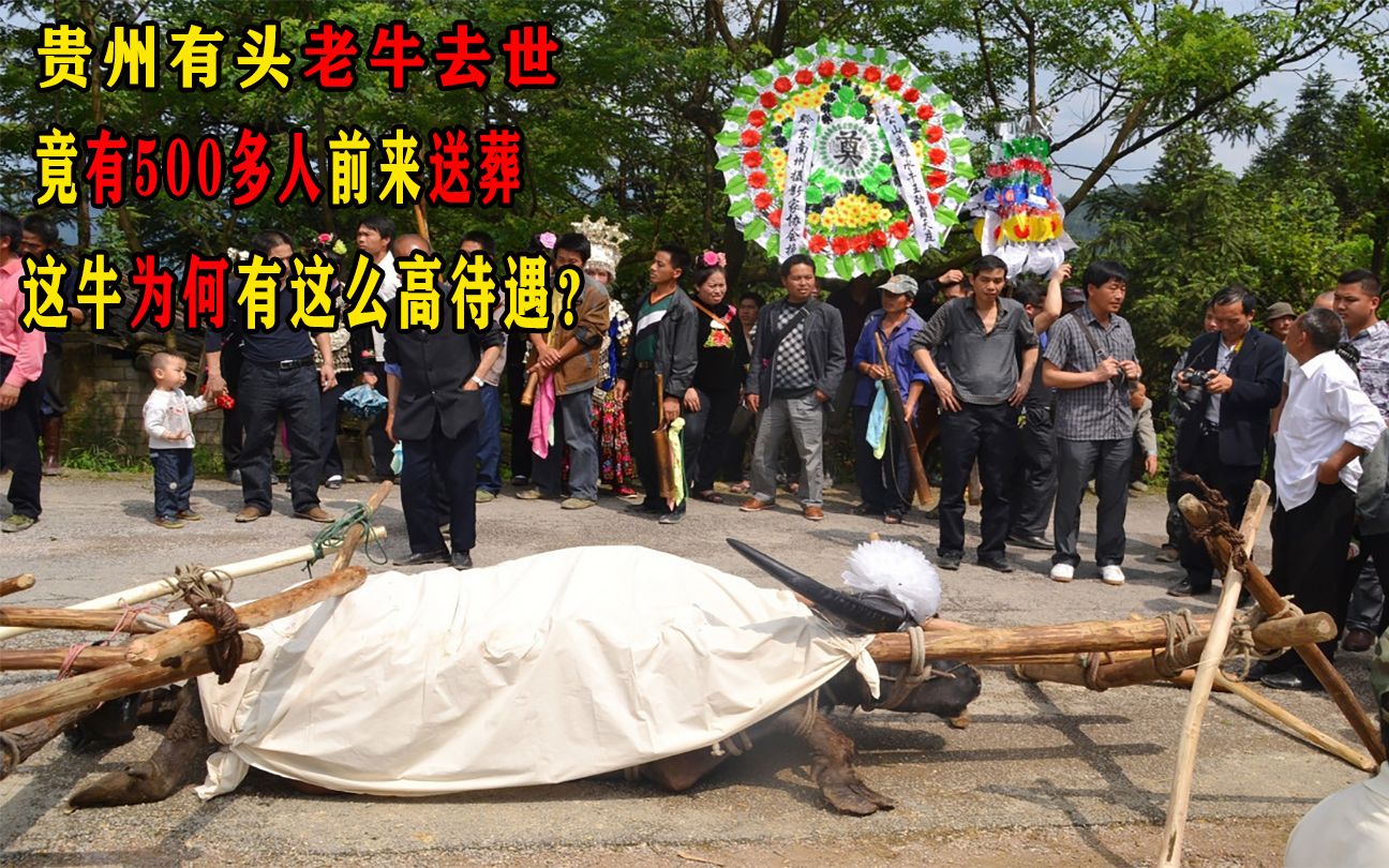 贵州有头老牛去世,竟有500多人前来送葬,这牛为何有这么高待遇?