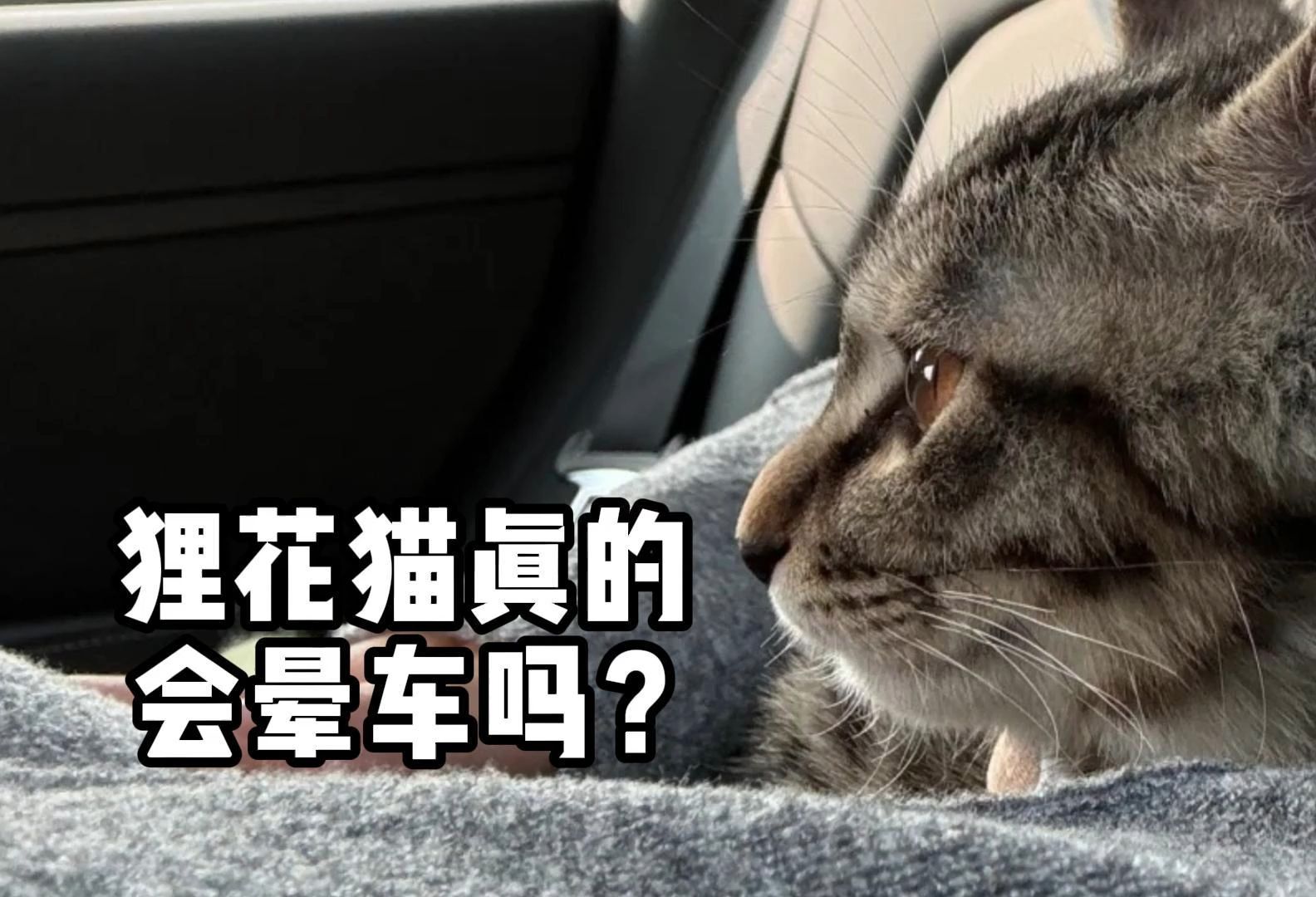 狸花猫会晕车,是真的吗?哔哩哔哩bilibili