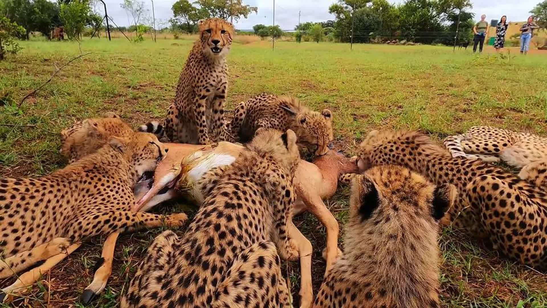 猎豹活吃羚羊图片