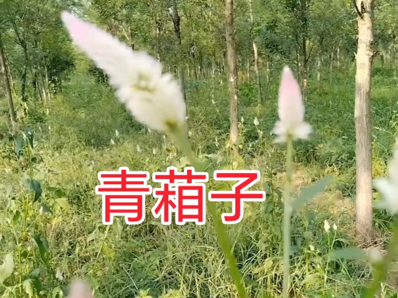 青葙为苋科一年生草本植物,它的花叶似鸡冠 嫩苗似苋,又叫鸡冠苋 野鸡冠花 草决明哔哩哔哩bilibili