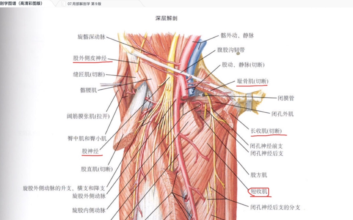 [图]下肢 臀 股 局部解剖学+奈特图谱 自讲复习