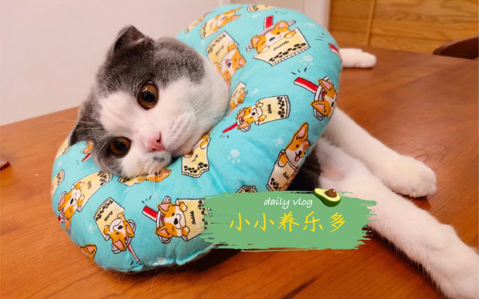 可可爱爱养乐多