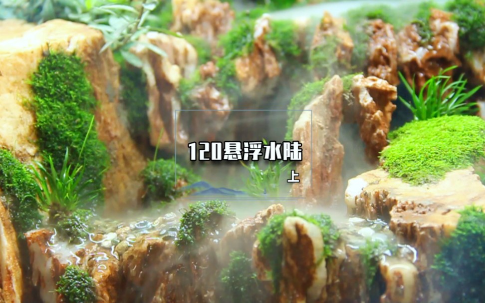 水陆缸造景哔哩哔哩bilibili