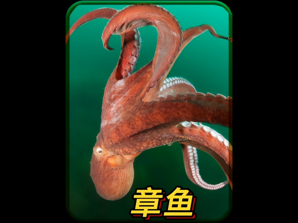 伟大的母爱 — 章鱼