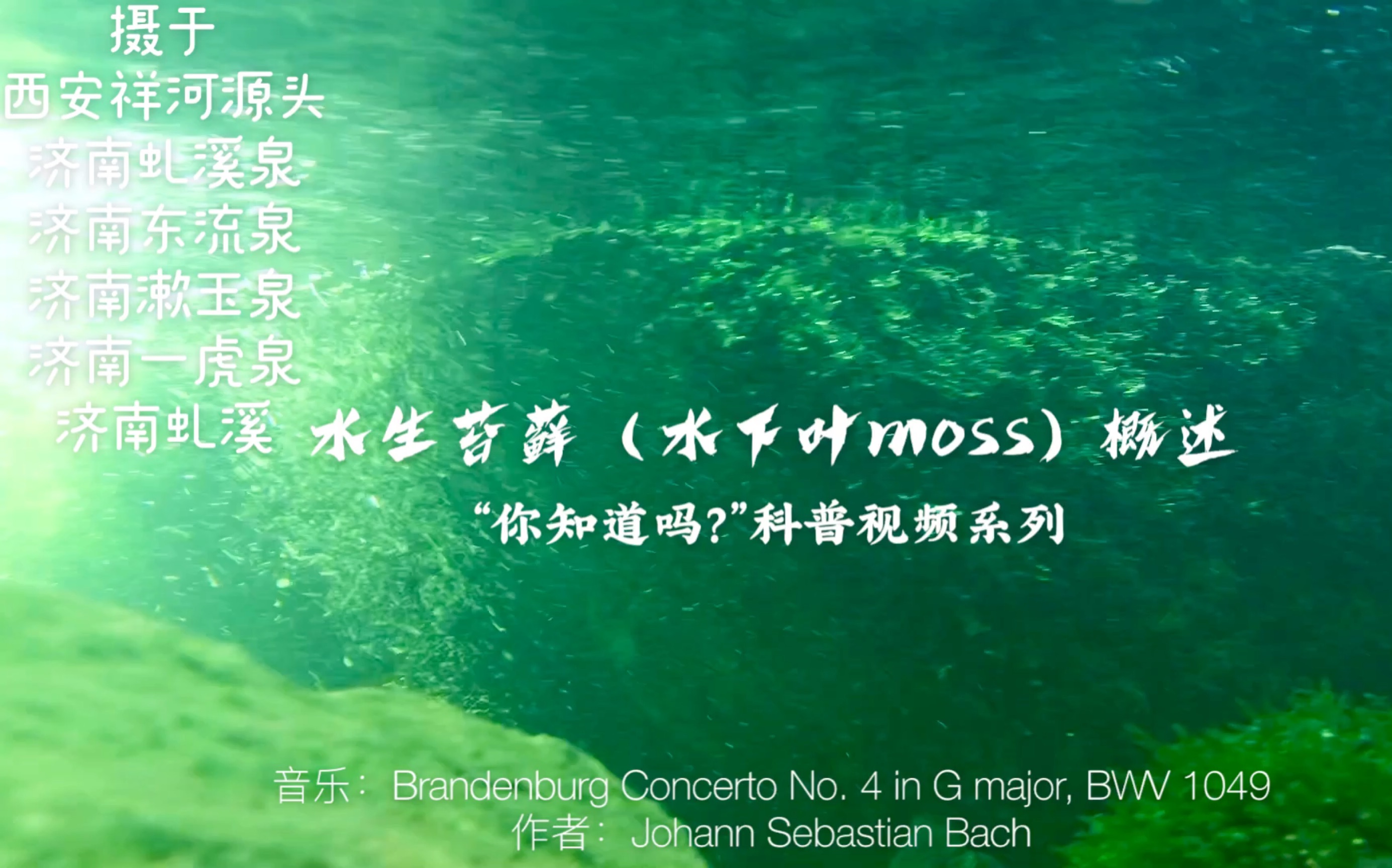 【自然水生植物科普】你知道水生苔藓(水下叶moos/莫斯)吗?哔哩哔哩bilibili