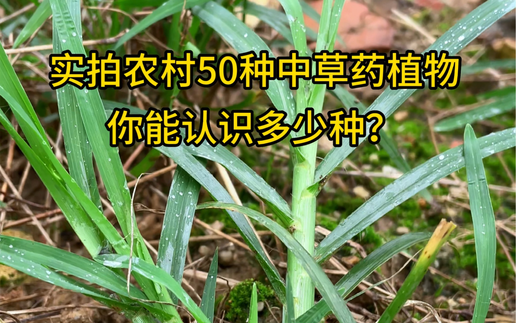 实拍农村常见50种中草药植物,你能认识多少?哔哩哔哩bilibili