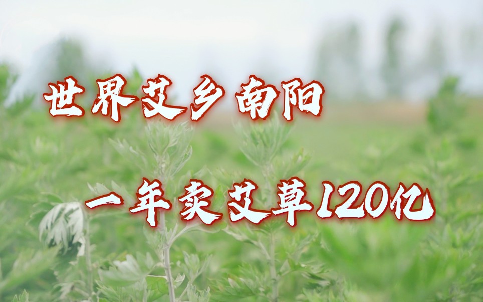 [图]世界艾乡南阳：一年卖艾草120亿