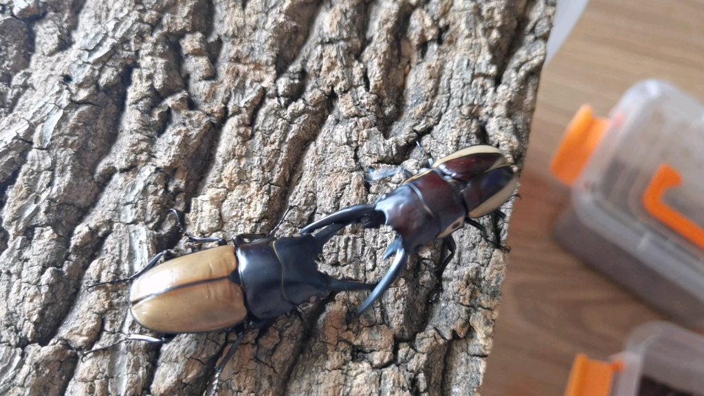 野牛锯锹vs拉法铁锯锹