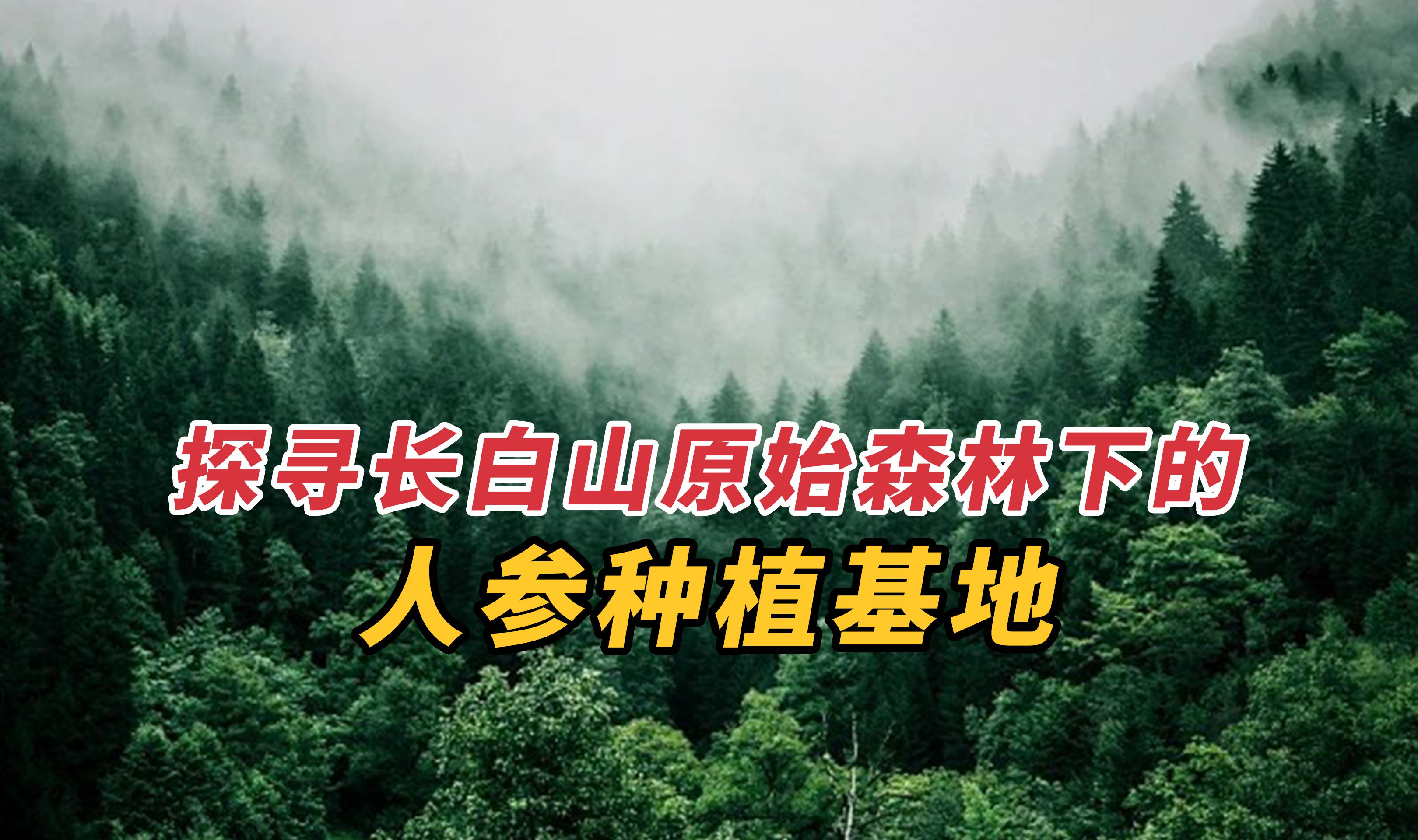 探寻长白山原始森林下的人参种植基地哔哩哔哩bilibili