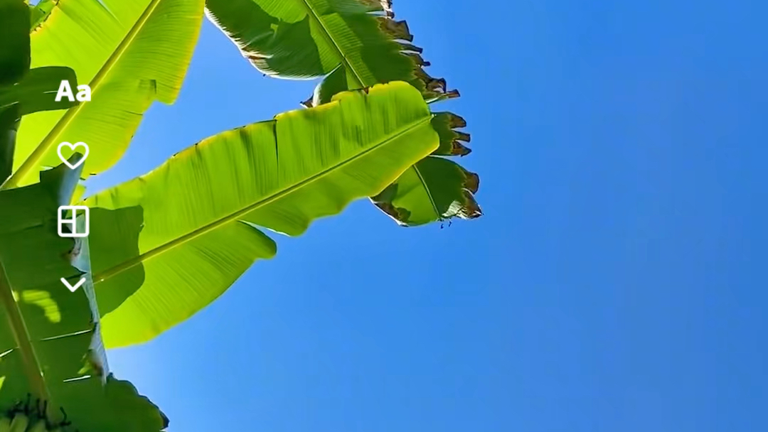 夏日必备:蓝天,白云,绿叶,你