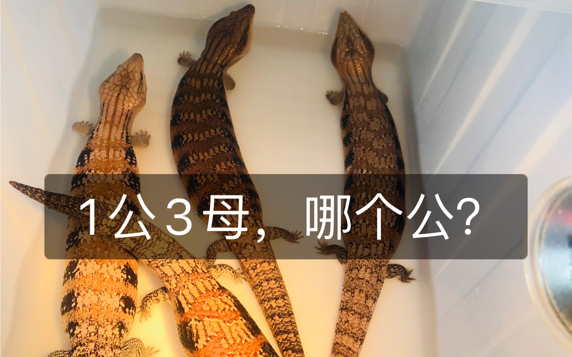 说看蓝舌体型辨公母的,来你给辨辨…_哔哩哔哩_bilibili