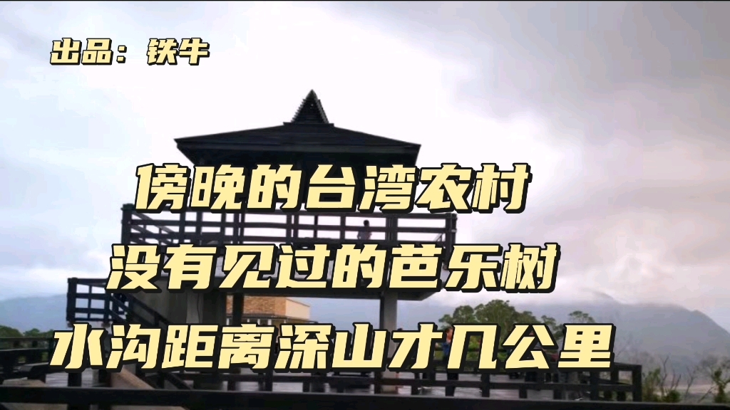 傍晚的台湾农村,没有见过的芭乐树,水沟距离深山才几公里哔哩哔哩bilibili