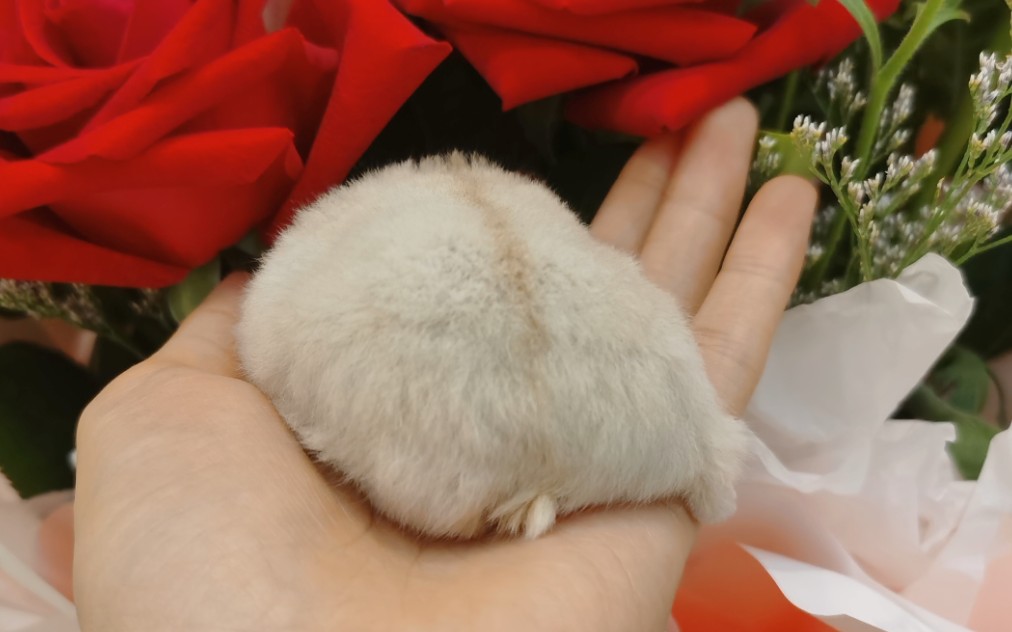 仓鼠小小仓送你一串巧克力豆要不要呀