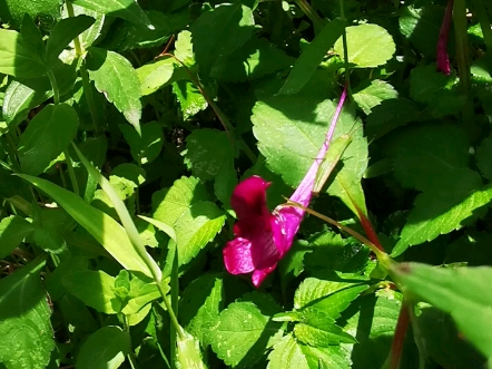 奇花异草:鸭跖草状凤仙花