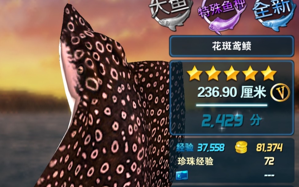 钓鱼发烧友——花斑鸢鲼