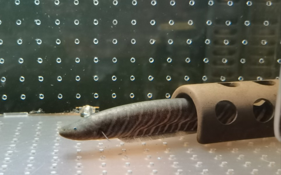 皇冠虎纹飞刀:圭亚那裸背电鳗(gymnotus carapo)开箱_哔哩哔哩