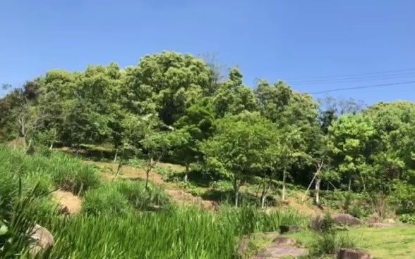 [图]龙飘飘一首经典老歌《夕阳山外山》非常好听！