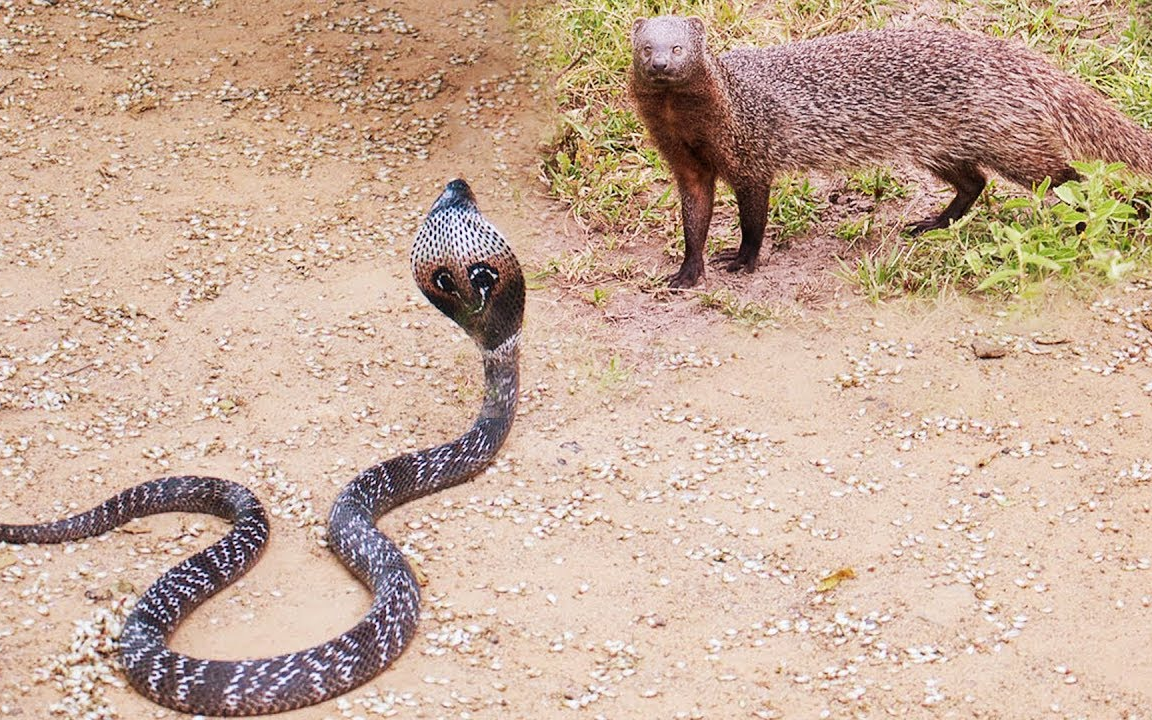 猫鼬和蛇之战.猫鼬太强了! 蛇可以逃脱吗?