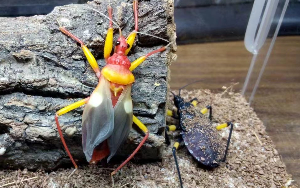 刚蜕皮的白斑猎蝽, 美爆了!_哔哩哔哩 (゜-゜)つロ 干杯~-bilibili