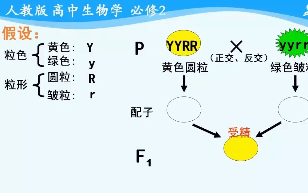 [图]【国家课程】1.2.2 孟德尔豌豆杂交实验（二）第2课时