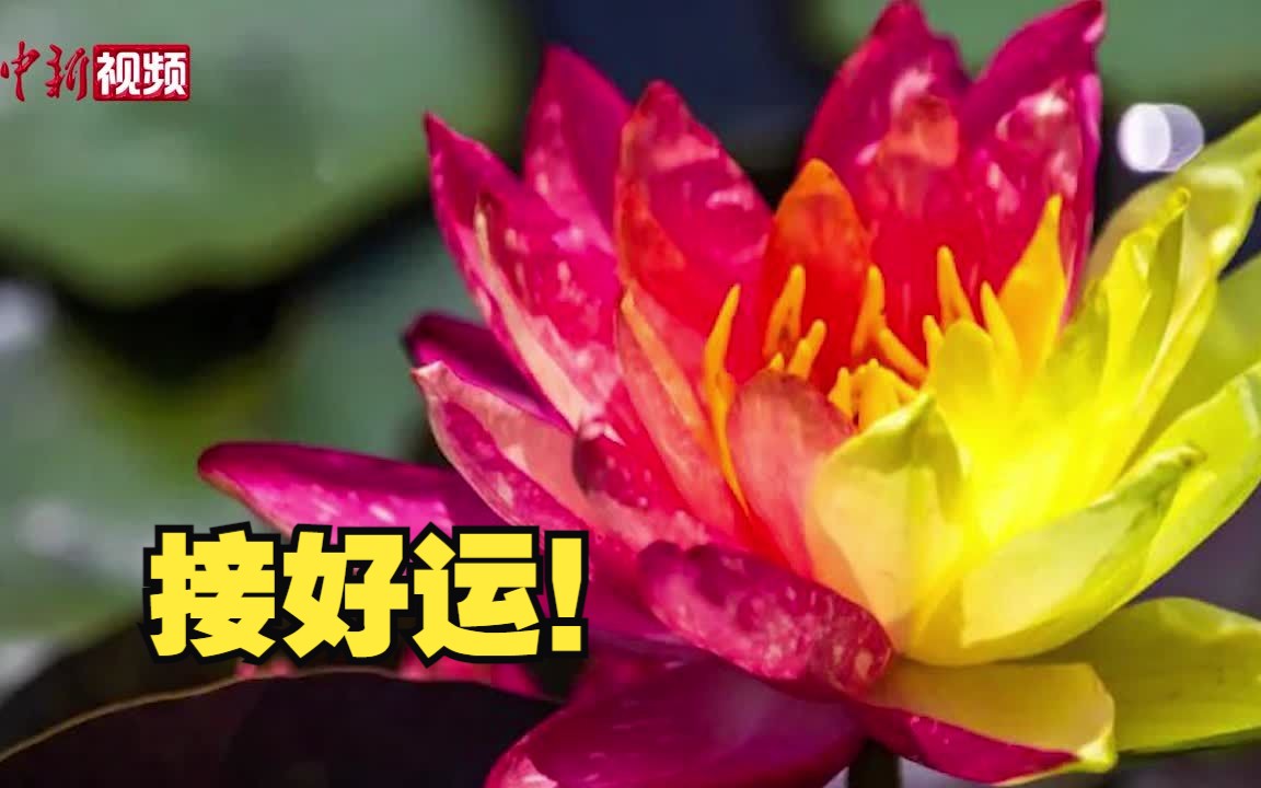 好运“莲莲”!红黄双色睡莲绽放哔哩哔哩bilibili