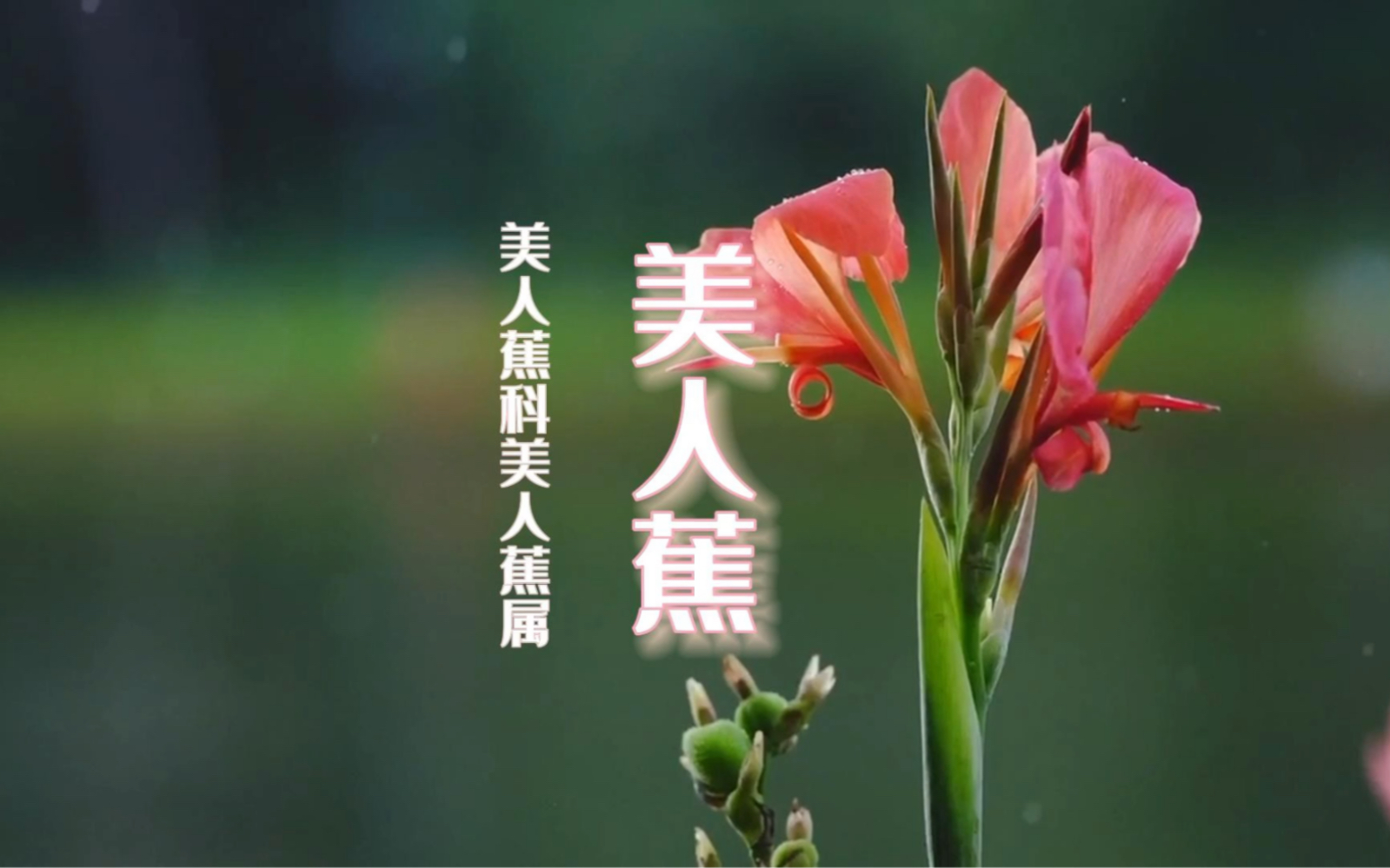 美人蕉的花蜜你尝过吗?