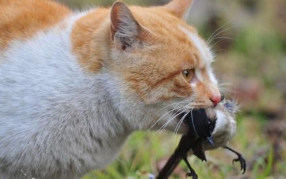 猫咪抓鸽子,一路的匍匐前进,眼神好犀利_哔哩哔哩 (゜-゜)つロ 干杯