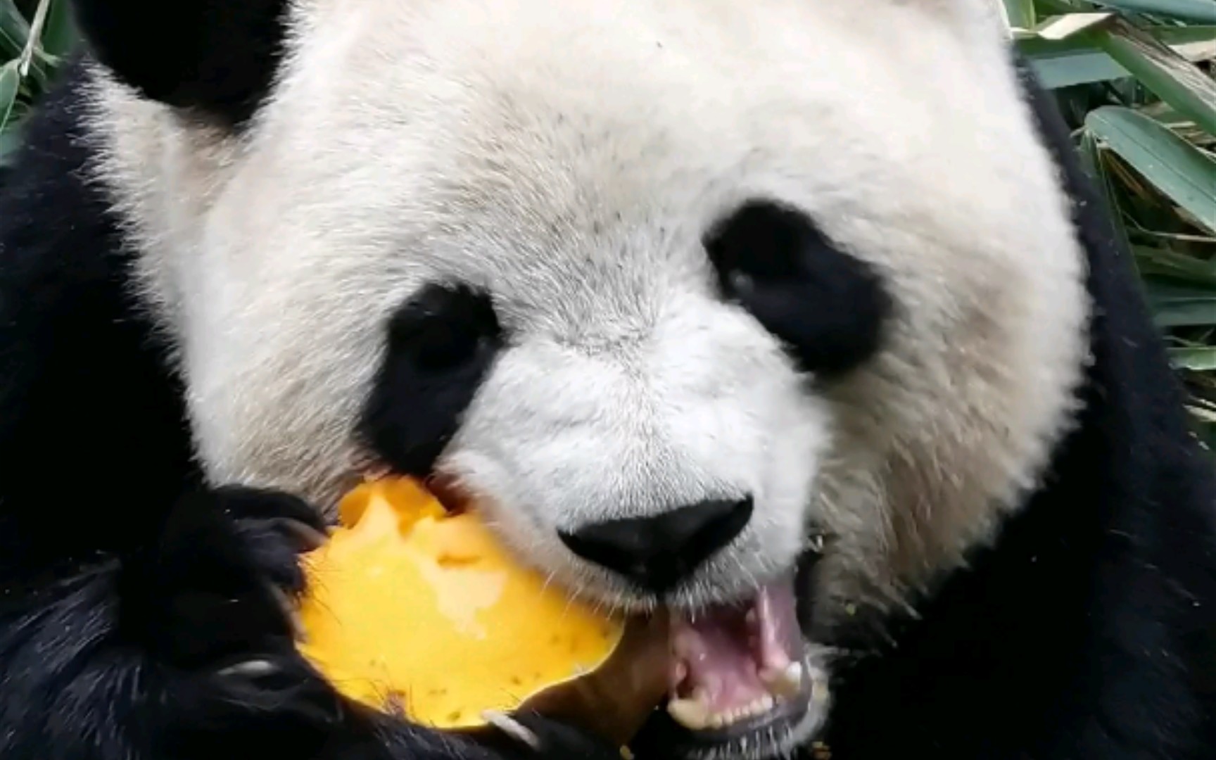 【梅兰肉肉】【大熊猫梅兰】奶爸:"只有一点点南瓜"小肉崽:"亿点点