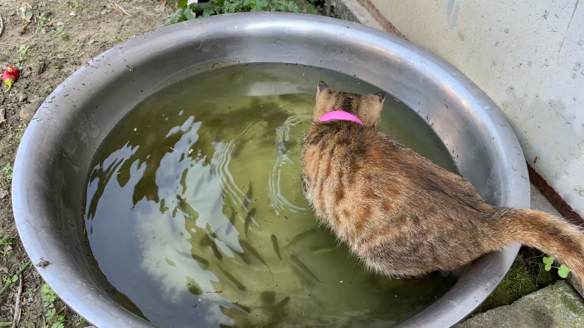 一只会摸鱼的猫