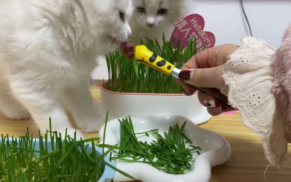 水培猫草教程,这也太简单了吧