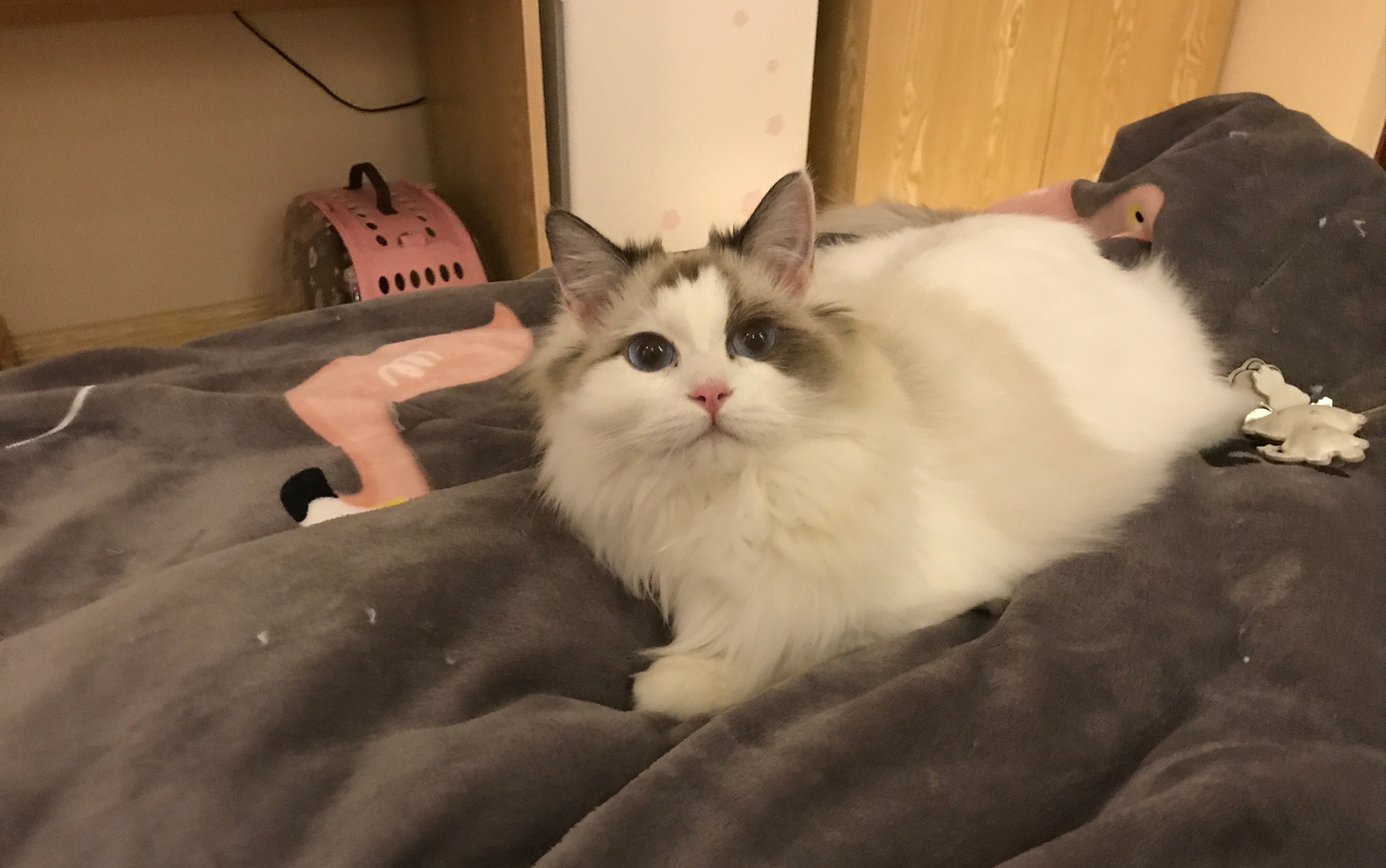 【布偶猫】颜值靠爆毛的小猫咪