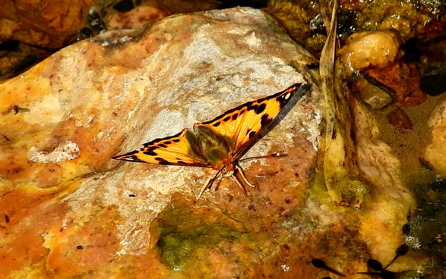 活动作品吸水的明窗蛱蝶