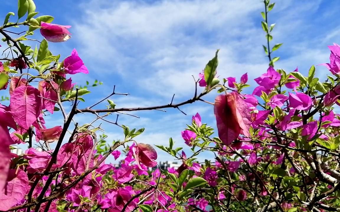 吴晓芸-水巷口一枝花 蔡佛缘宣传海岛公益拍摄_哔哩哔哩_bilibili