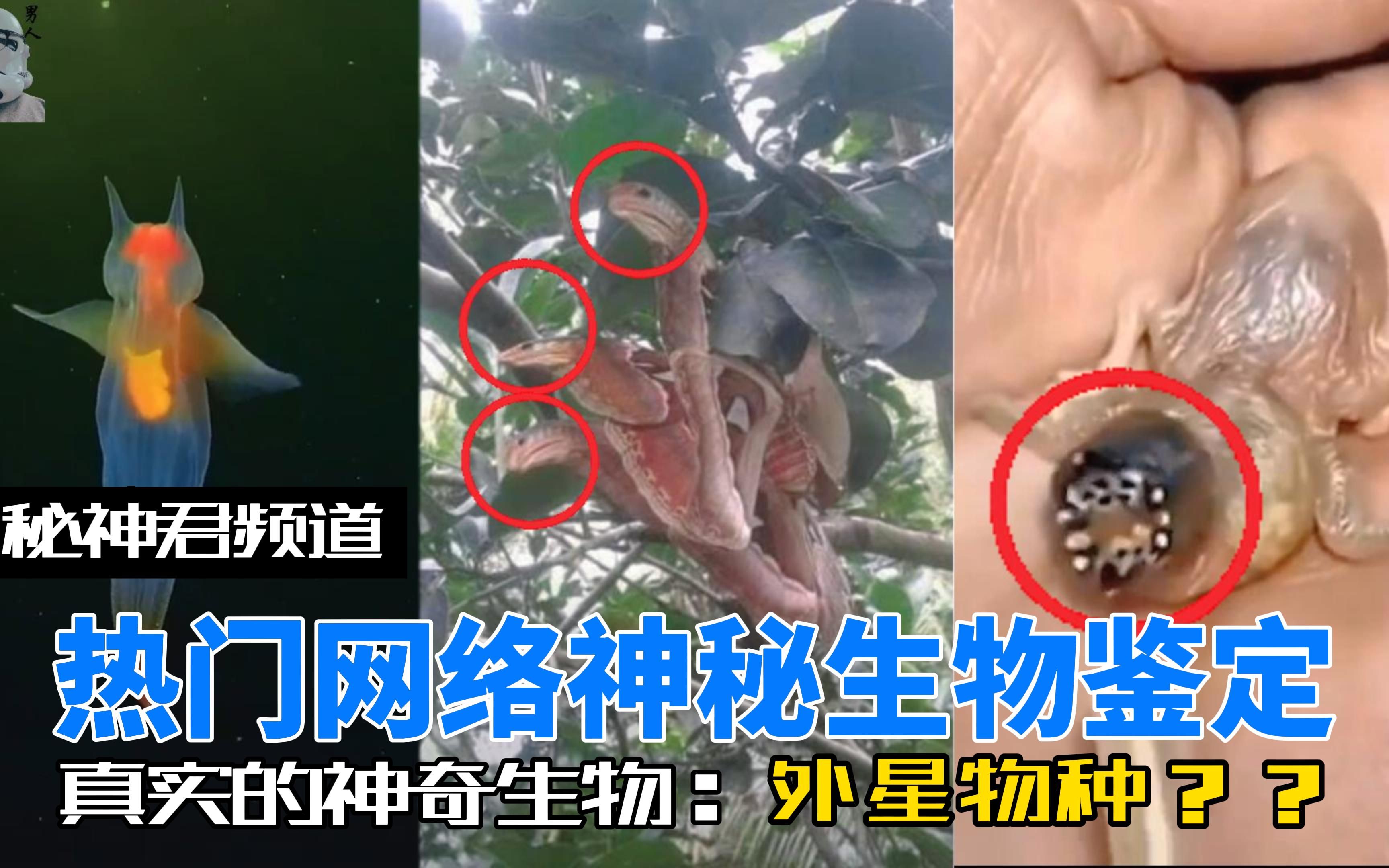 网络热门生物鉴定,像蛇的蛾子,外星人一样的鸟