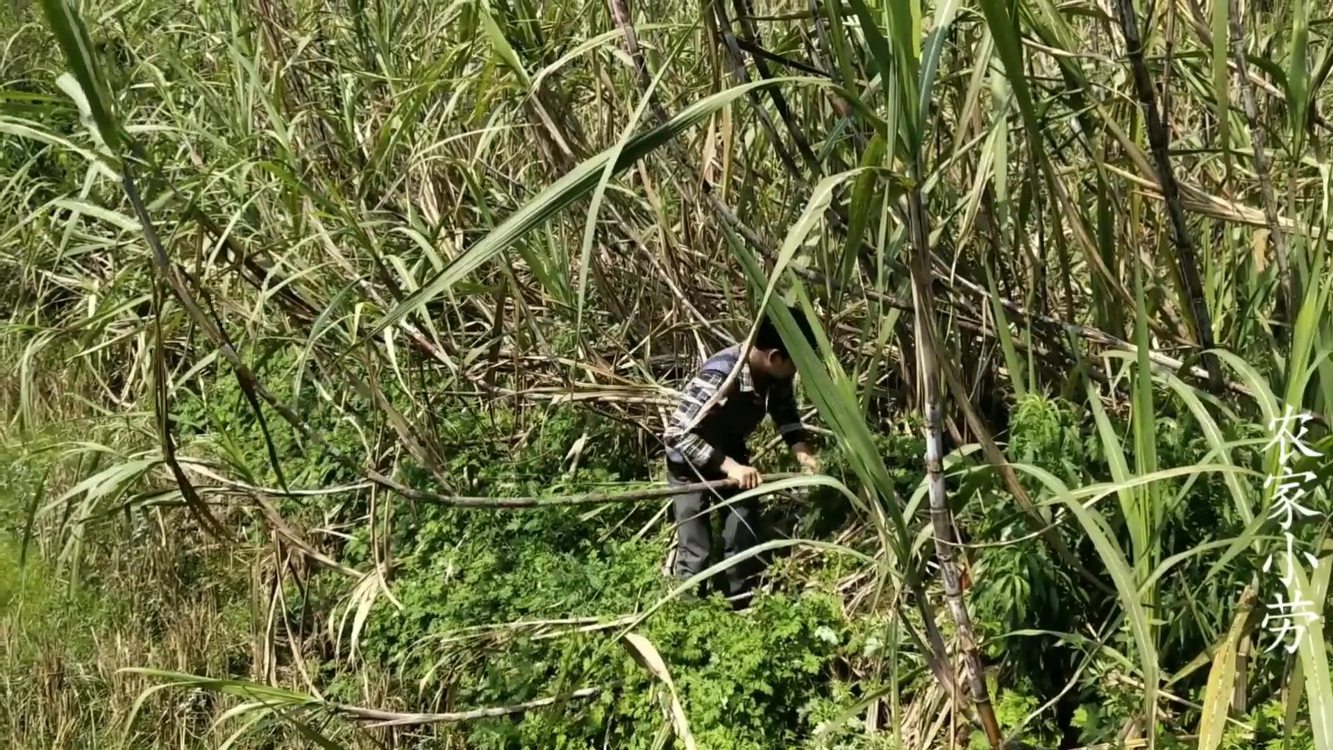 小伙去摘野菜,肚子饿就顺了一条甘蔗,没想到临走时差点被这货吓到哔哩哔哩bilibili