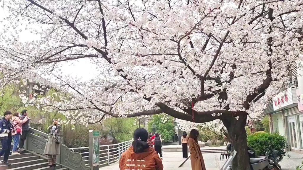 一百多年的樱花树,站在树干旁似乎感受到了沧海桑田的变迁.#百年樱花王#信义坊樱花王#杭州信义坊步行街#樱花#好看杭州哔哩哔哩bilibili