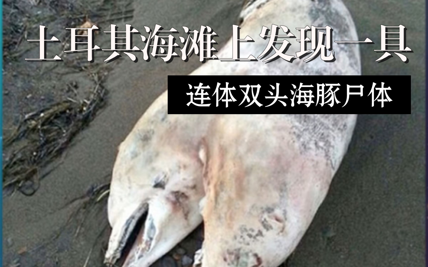 动物药闻‖土耳其海滩上发现一具连体双头海豚尸体_哔哩哔哩_bilibili